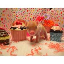Image result for pig animal  wearing a multi coloured jacket