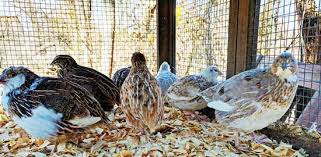 Hi, i am new to this forum, and i love animals and i myself have fish and a dog. Small Scale Backyard Quail Mother Earth News