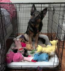 how to clean a dog crate an easy