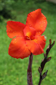 Image result for canna lily images free