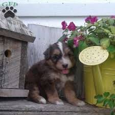 This mixture of the toy poodle and australian shepherd, has created a hybrid that is super intelligent. Carmel Greenfield Puppies Greenfield Puppies Puppies Puppies For Sale