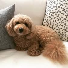 tan bichon poodle relaxing on the couch