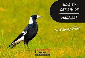 how to get rid of magpies by scaring
