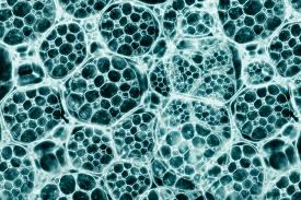 Biomaterials vs Tissue Engineering - what is the difference?