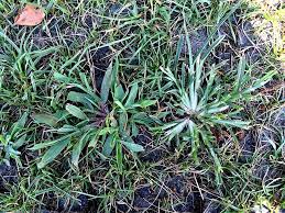 Weed control and identification of crabgrass dallisgrass bahiagrass and carpetgrass. Fs1309 Crabgrass And Goosegrass Identification And Control In Cool Season Turfgrass For Professionals Rutgers Njaes