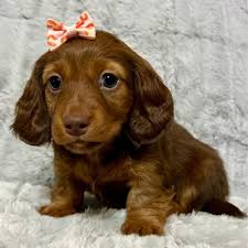 dachshund puppies in usa