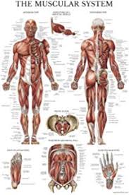 Amazon Com The Muscular System Anatomical Chart Poster