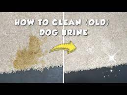 how to clean old dog urine stain you