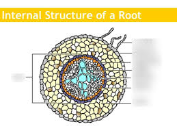 plants root structure diagram quizlet