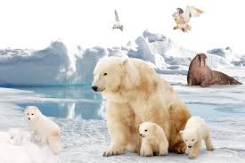 Animals that live in the arctic (either full time or seasonally) are adapted to extreme conditions. Facts About The Arctic Animals In The Arctic Dk Find Out