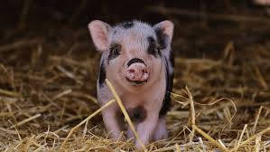 Feeding Your Teacup Pig How To Ensure Your New Pet Gets The