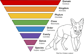 Taxonomic Rank Wikipedia