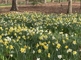 Near the manor house, catch the activity in the fish. It S Not Raining Rain To Me It S Raining Daffodils