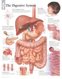 The Digestive System Anatomical Poster