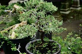 how to grow and care for juniper bonsai