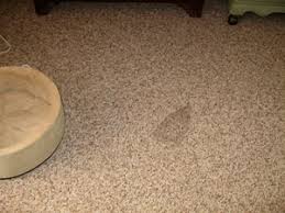 expert carpet burn repair 310 736