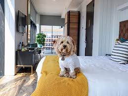 10 pet friendly hotels in the us with