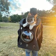the 8 best backpack style carriers for cats
