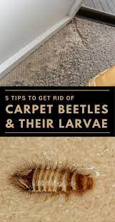 don t let tiny carpet beetles ruin your