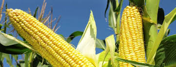Image result for maize kenya