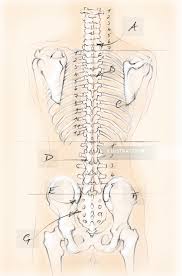 The anatomy of the lumbar spine is quite complex. Back Anatomy Illustration By Juliet Percival Medical
