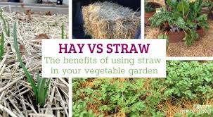 hay vs straw why you should stick to