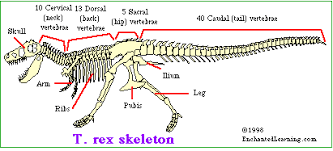 T Rex Skeleton Enchantedlearning Com