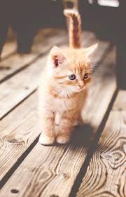 Hundreds more if a cat or kitten's medical history is unknown or if the kitty has not received initial medical care. Terrific Kittens Near Me D Kittens Cutest Cute Cats Baby Animals