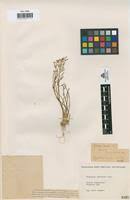 Triglochin barrelieri in Global Plants on JSTOR