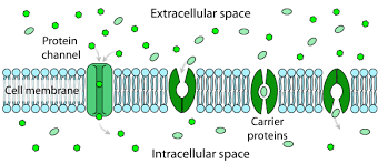 Cell Structure And Function Cells The Basic Units Of Life