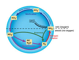 the nitrogen cycle processes players