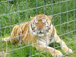 They have raised cats for. Wisconsin Big Cat Rescue Rock Springs 2021 All You Need To Know Before You Go With Photos Tripadvisor