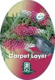grevillea carpet layer pbr