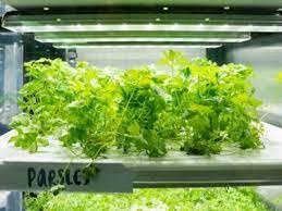 how to make a hydroponic herb garden