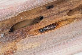 common signs of carpenter ant damages