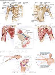 The large bone in the upper arm is called the this section is a review of basic shoulder anatomy. Pin On The Rational Clinical Examination