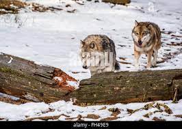 Pair Of Grey Wolves Canis Lupus Move Left Across Field Stock Photo  gambar png