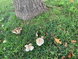 Kötter, we have mushrooms growing in our garden, always in the same place. Why Do I Have Mushrooms In My Lawn My Home Turf