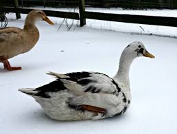 a guide to duck shelters for winter