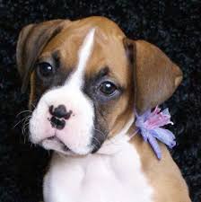 Luna is the little boxer i like to send pics of. Boxer Puppies For Sale In Missouri Petswall