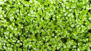 easy carpet plants that every