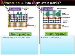 Different Gram Negative And Gram Positive Bacteria Taimaki