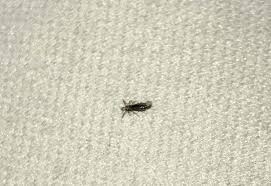 Louse Found On Bedding What S That Bug