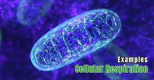14 Cellular Respiration Examples