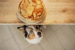 can-dogs-have-maple-syrup
