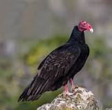 what-animals-does-a-turkey-vulture-eat