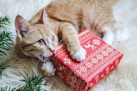 Cat Gifts for Christmas: Our Cat Gift Guide for Cats and Their People