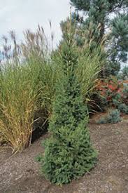 It has a low canopy, and should not be planted underneath power lines. Columnar Norway Spruce Blue Grass Nursery Sod Garden Centres