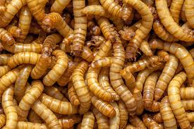 researchers cook up mealworms into a