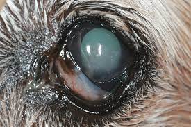 the aging canine eye what to look for